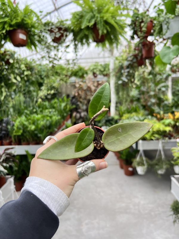 הויה ורטיסילטה רד ליף ע' 6 Hoya Verticillata Red Leaf