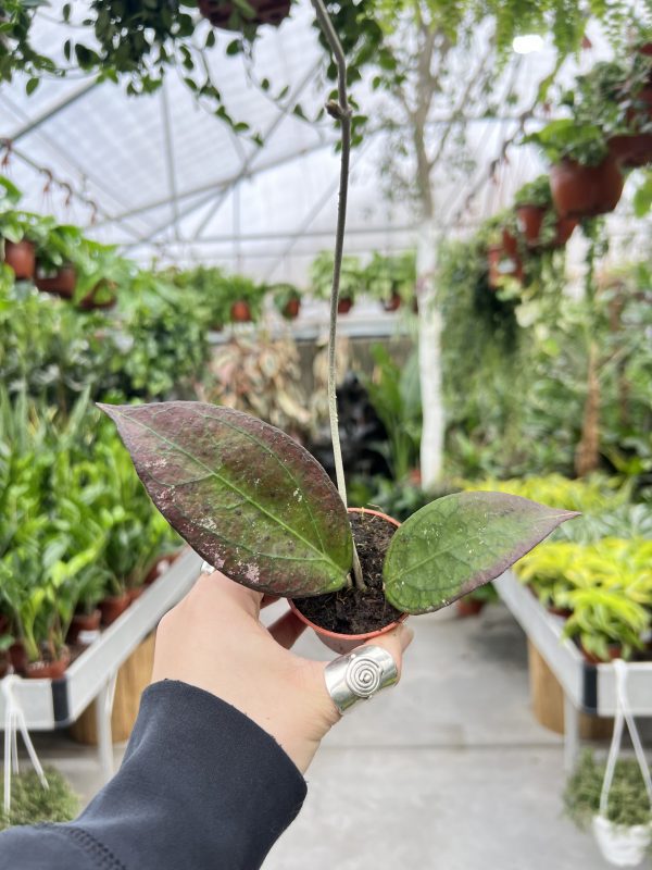 הויה טקילה סאנרייז ע' 6 Hoya Tequilla Sunrise
