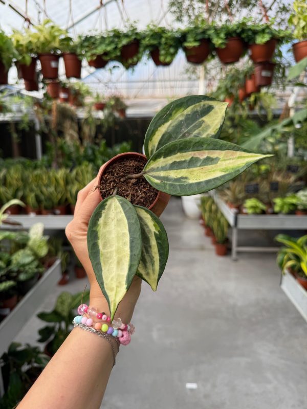 הויה לאטיפוליה פוט אוף גולד ע' 6 Hoya Latifolia Pot of Gold