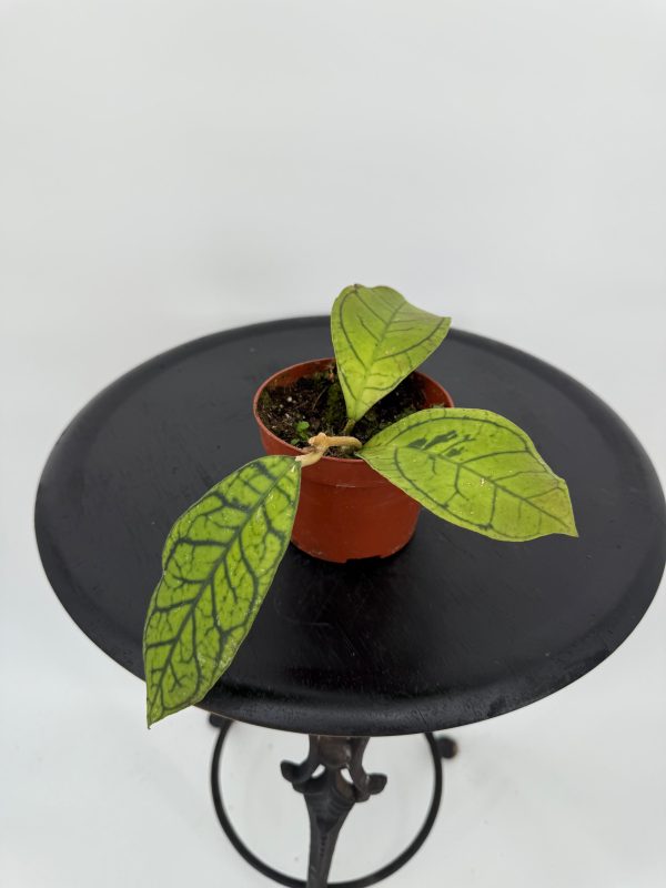 הויה רנאונסיס ע' 12 Hoya Ranauensis