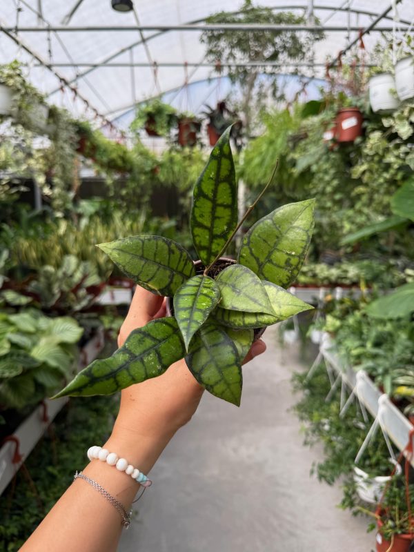 הויה קליסטופילה בלאק קאט ע' 10 Hoya Callistophylla Black Cat