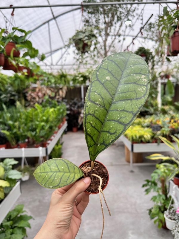 הויה רנאונסיס בורנאו ע' 6 Hoya Ranauensis sp Borneo