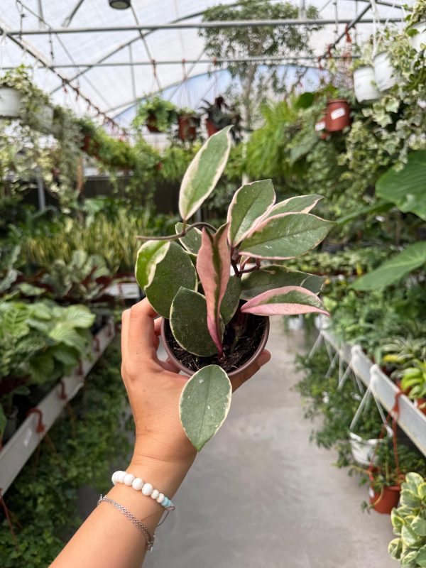 הויה פלמינגו דרים ע' 10 Hoya Flamingo Dream