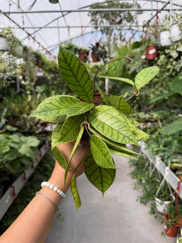 הויה קליסטופילה ע' 12 Hoya Callistophylla