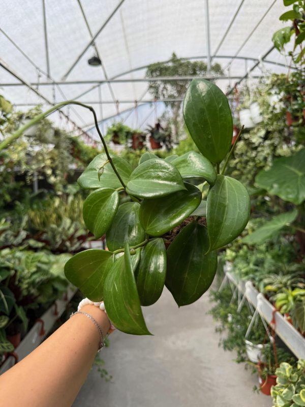 הויה קווינקומרביה ע' 12 Hoya Quinquenervia