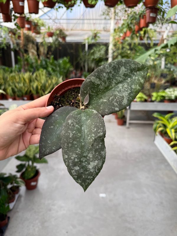 הויה קאוודטה גולד ע' 12 Hoya Caudata Gold