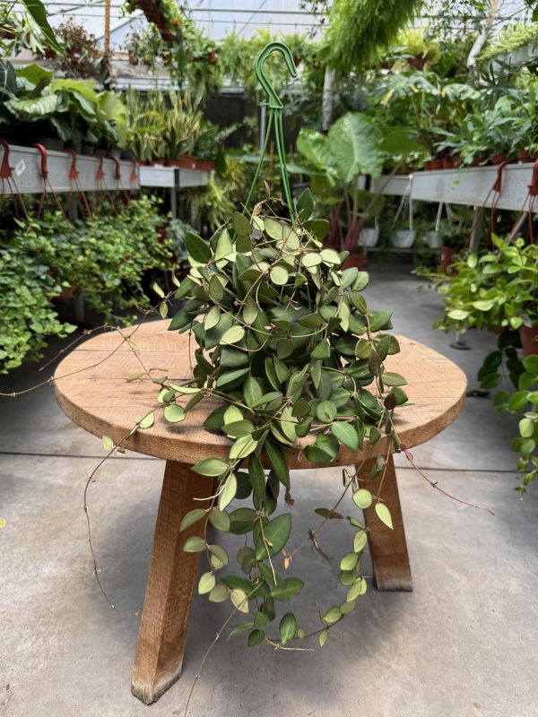 הויה בורטוניה מגוונת לתלייה ע' 20 Hoya Burtoniae