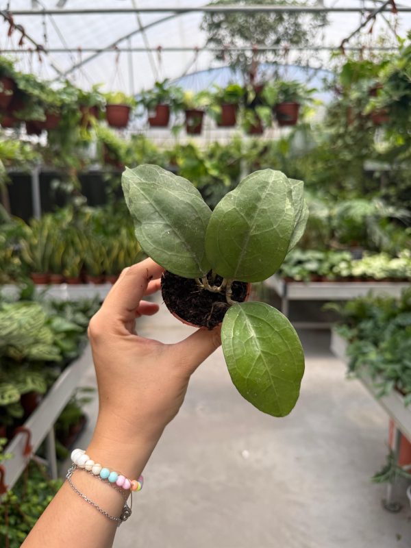 הויה ורטיסילטה וואיינג ספלאש ע' 6 Hoya verticillata wayang splash