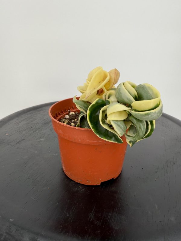 הויה קומפקטה אלבו ע' 12 Hoya Compacta Albomarginata