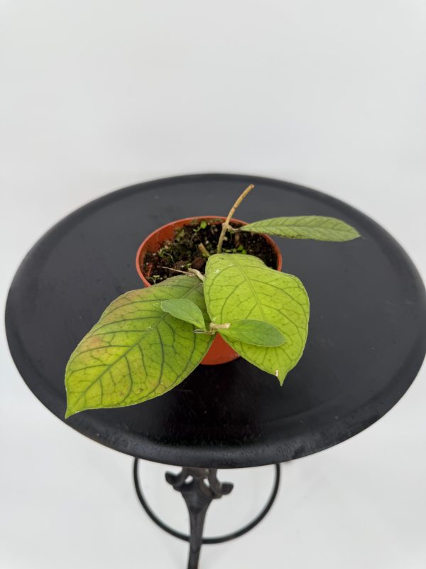 הויה סאבהה ע' 12 Hoya sabah