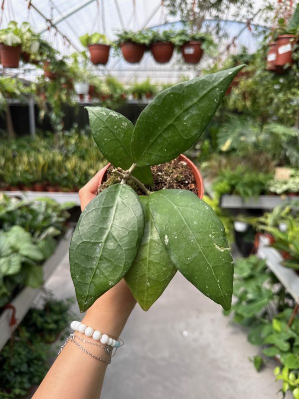 הויה לאמפונג ע' 12 Hoya Sp Lampung