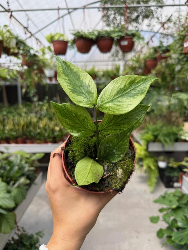 הויה פולינאורה ברוג'ט ע' 11 Hoya Polyneura Broget