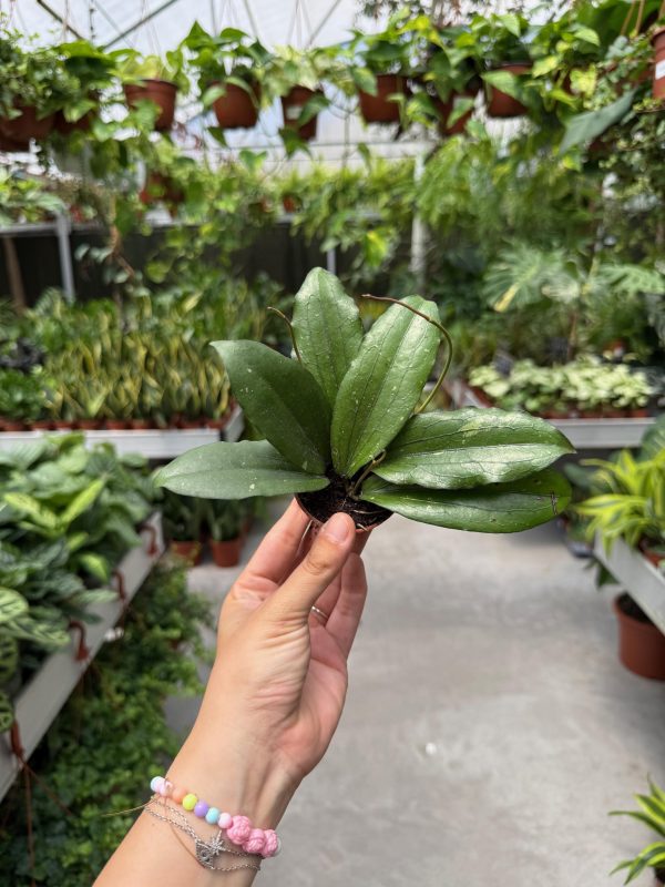 הויה אריטרינה ע' 6 Hoya Erythrina