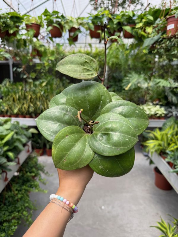 מבצע הויה סאוורק קרים ע' 12 Hoya Sarawak Cream