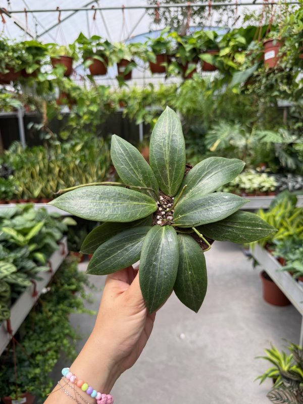 הויה סוליגאמיאנה ע' 12 Hoya Soligamiana