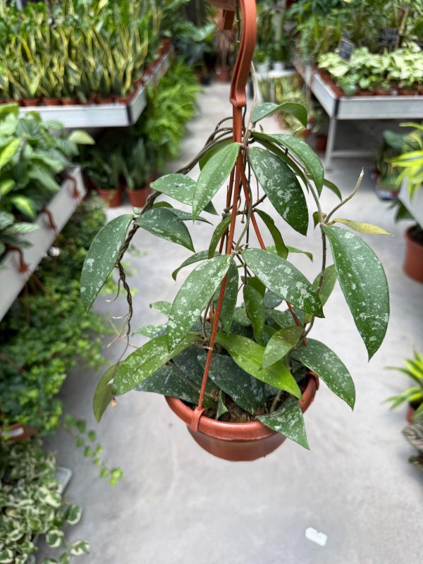 הויה פוואנסיס ע' 14 Hoya Phuwaensis