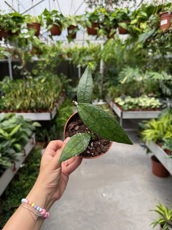 הויה קלמנסיורום סומטרה ע' 12 Hoya Clemensiorum