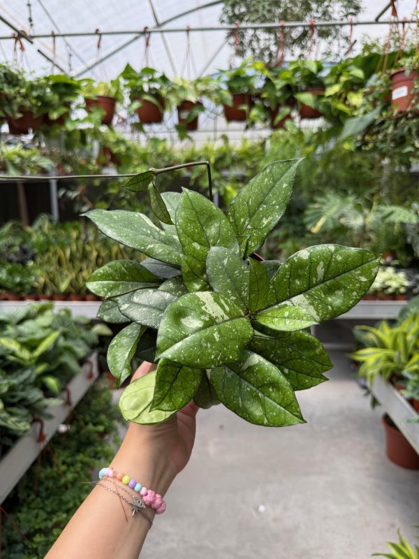 הויה קרספיטיולטה ראונד ליף ספלאש ע' 12 Hoya Crassipetiolata Round Leaf Splash
