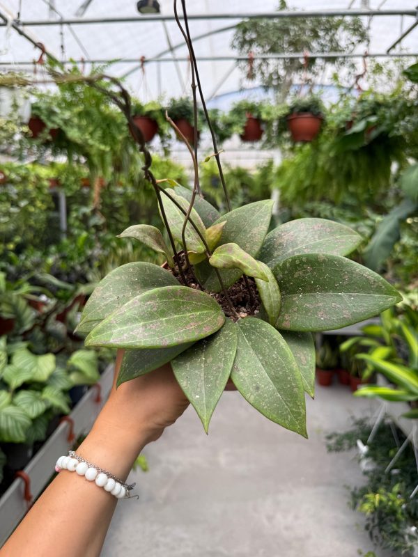 מבצע הויה ויברגיאה ע' 11 Hoya Wibergiae