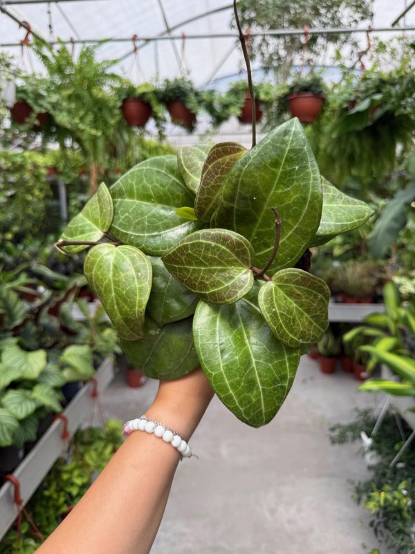 הויה סאוורק קרים ע' 12 Hoya Sarawak Cream