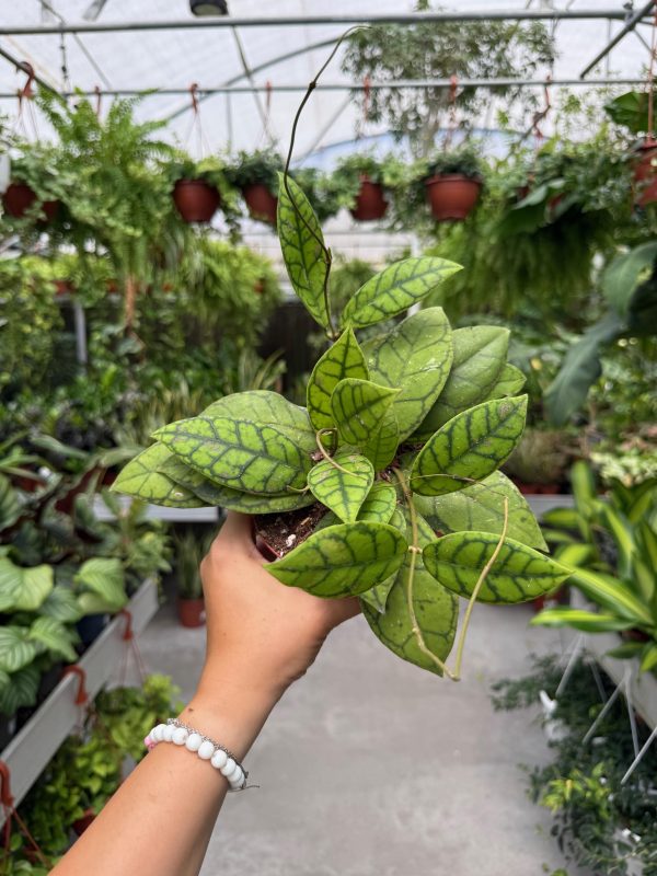 הויה קליסטופילה ע' 11 Hoya Callistophylla