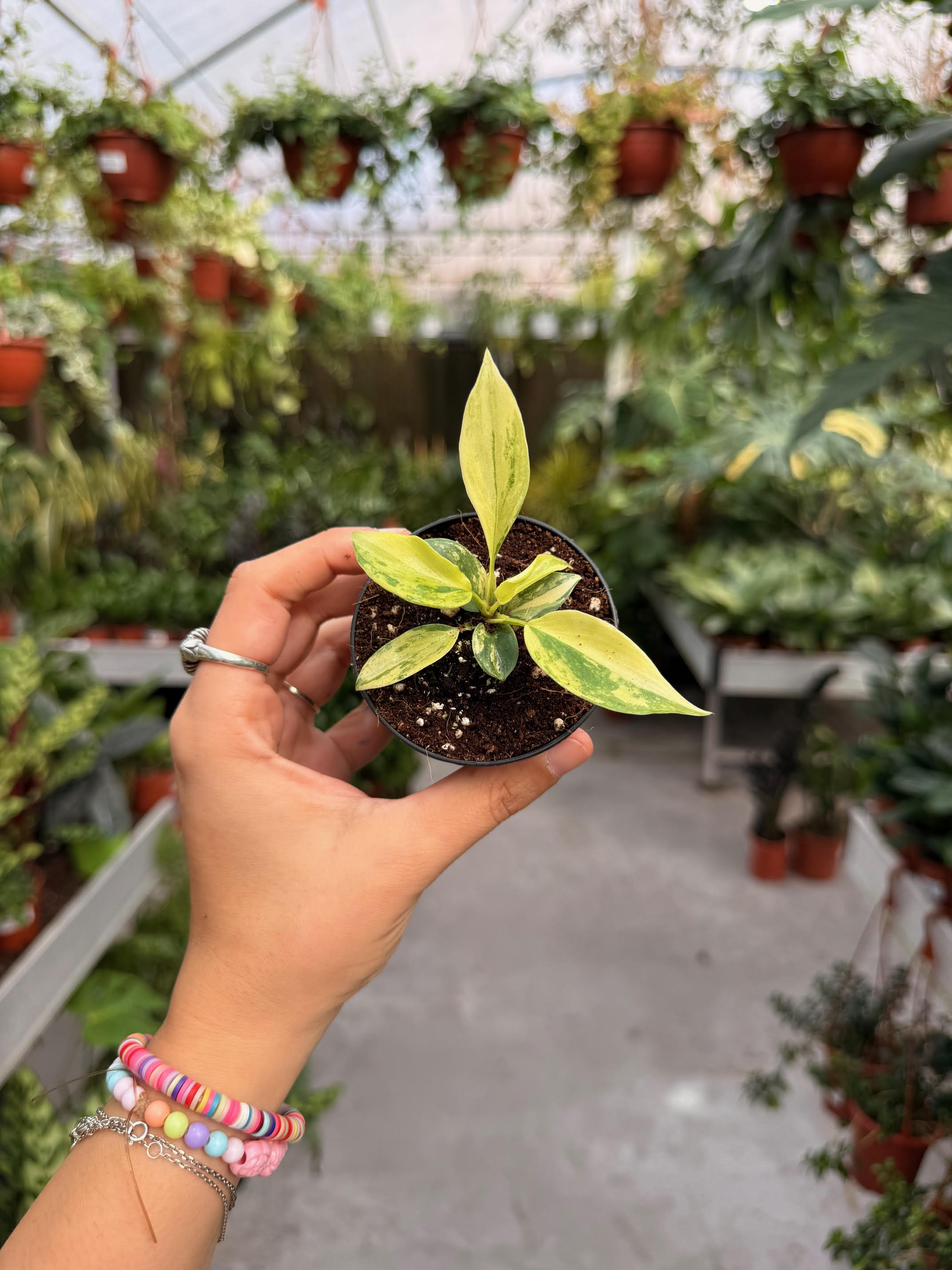 פילודנדרון פלורידה ביוטי ע׳ 6