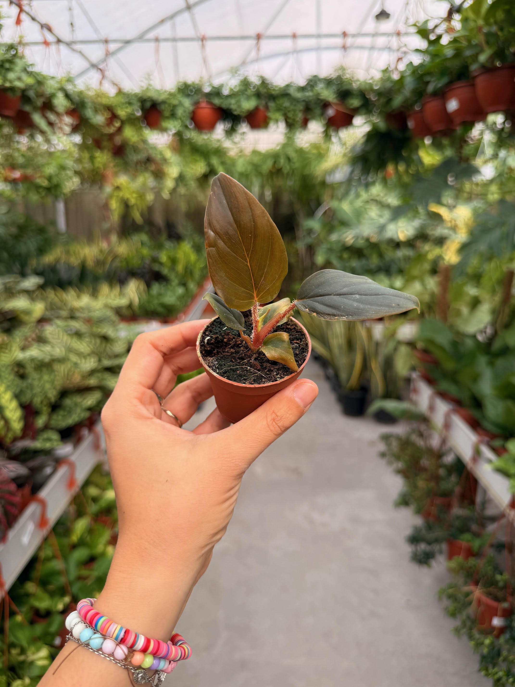 פילודנדרון סקוואמיקולה רד ע' 6